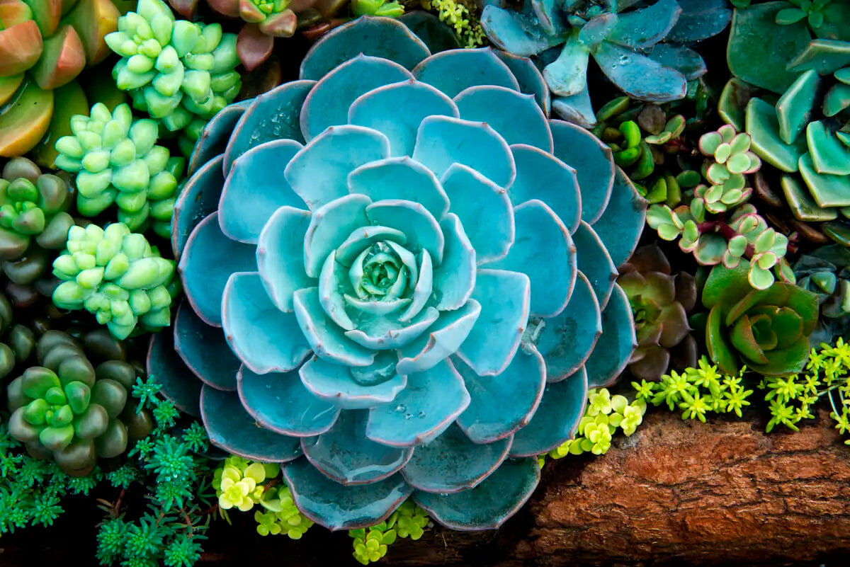 Blue Echeveria