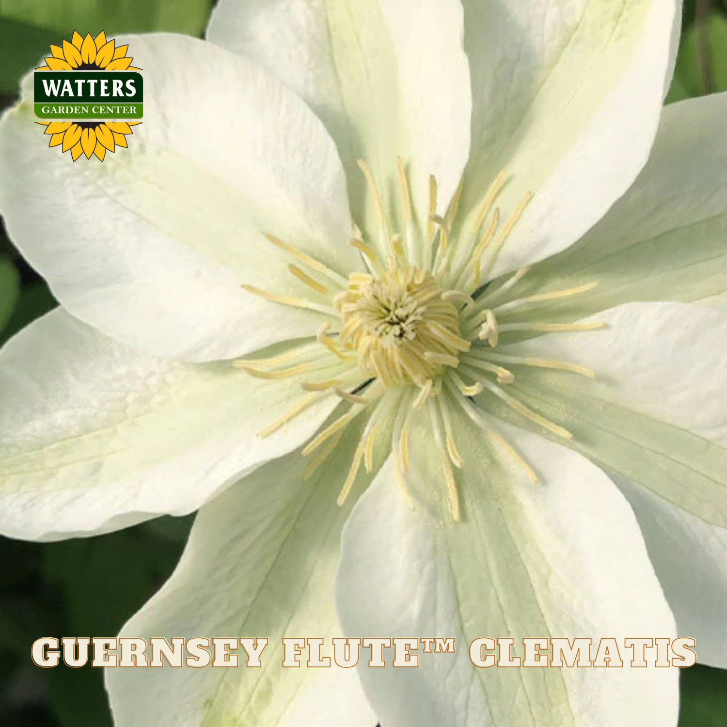 Close-up of a white flower with 'Watters Garden Center' logo and 'Guernsey Flute Clematis' text.