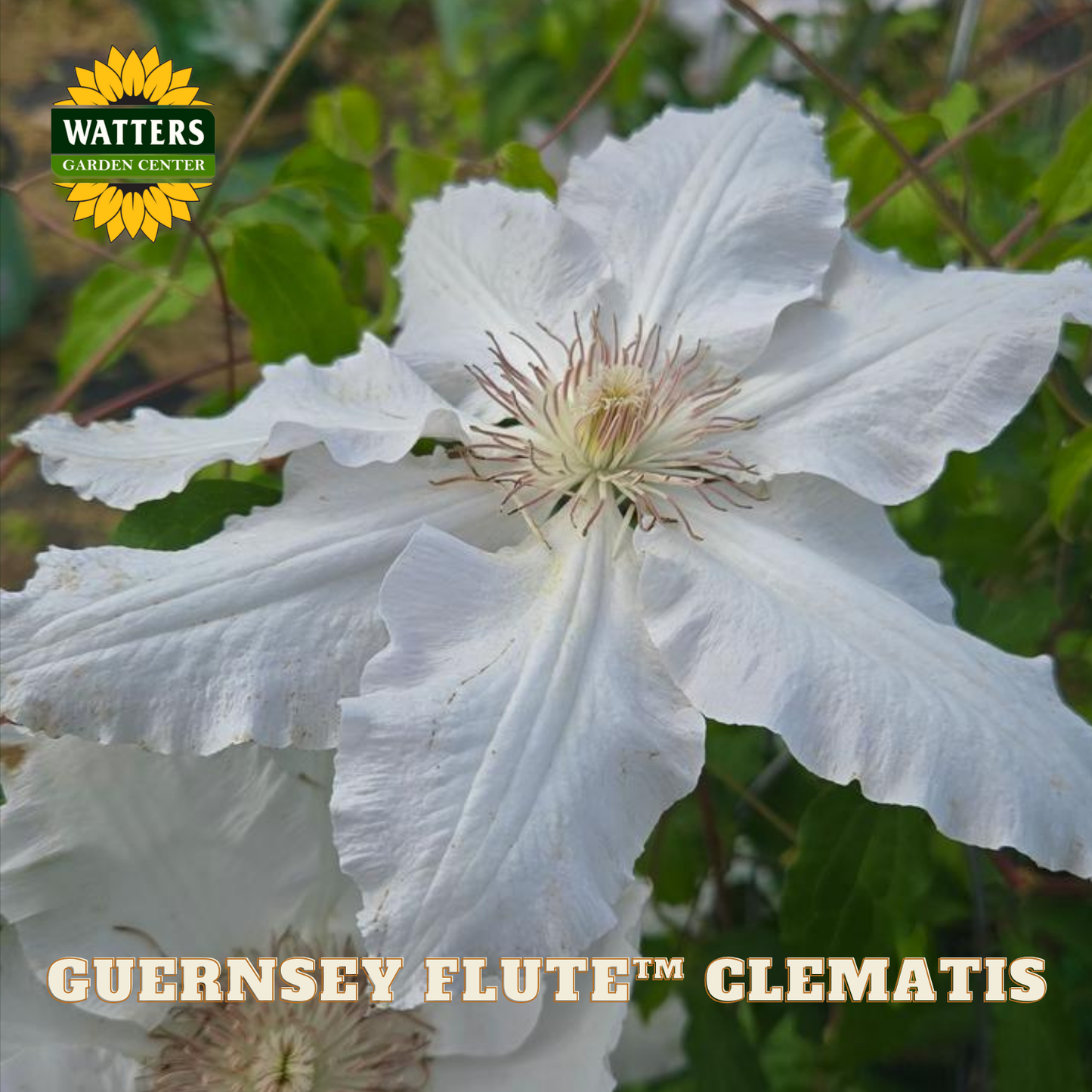 White clematis flower with 'Watters Garden Center' logo and 'Guernsey Flute™ Clematis' text.
