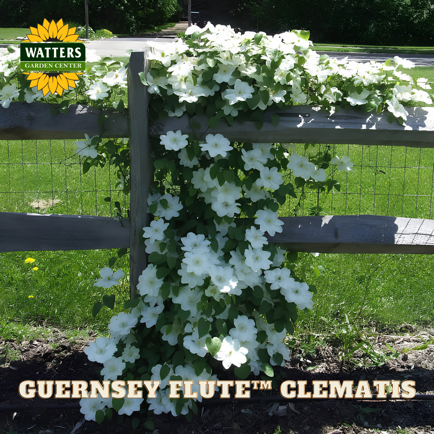 White flowers climbing a wooden fence with Watters Garden Center branding.