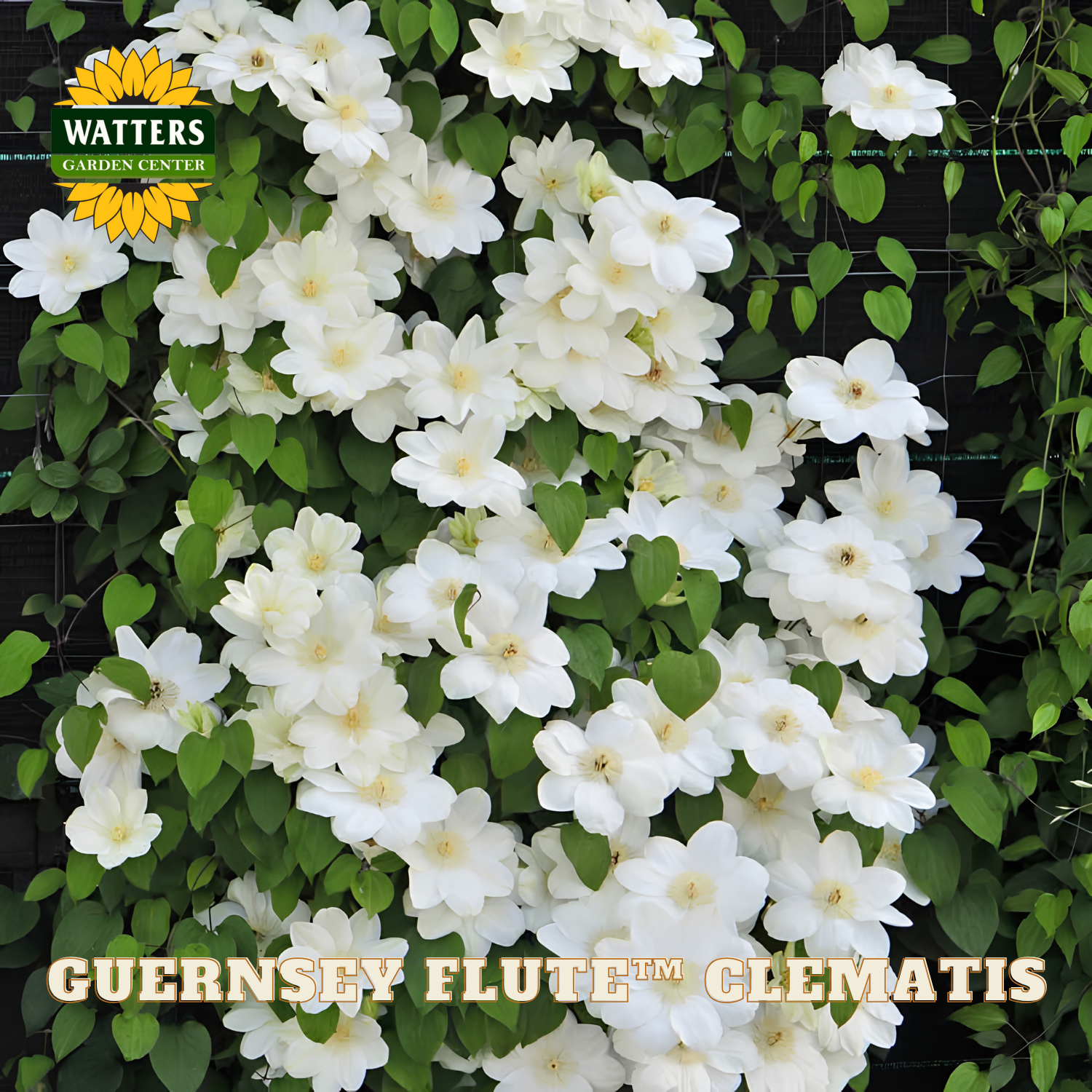 White flowers with green leaves and Watters Garden Center logo.