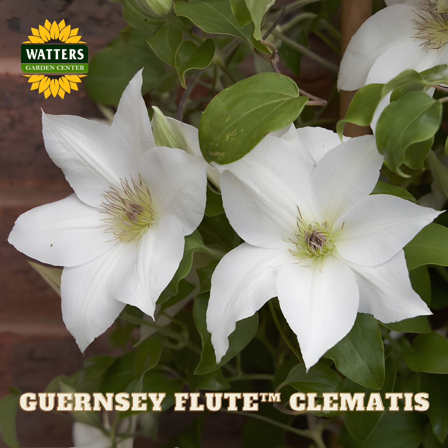 Two white flowers with green leaves and Watters Garden Center logo.