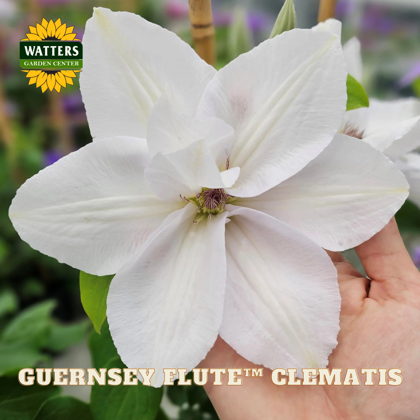 White clematis flower held by a hand with Watters Garden Center logo.