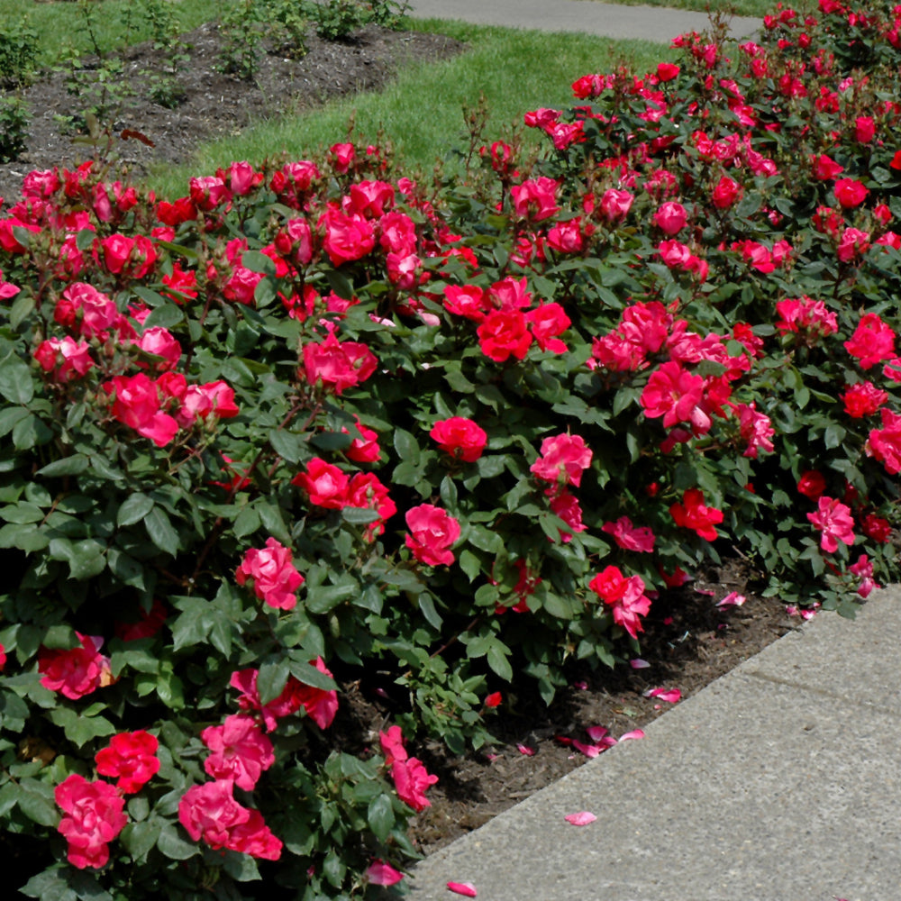 Red Knock Out® Rose (ROSE K.O. KNOCKOUT) - 3 gallon