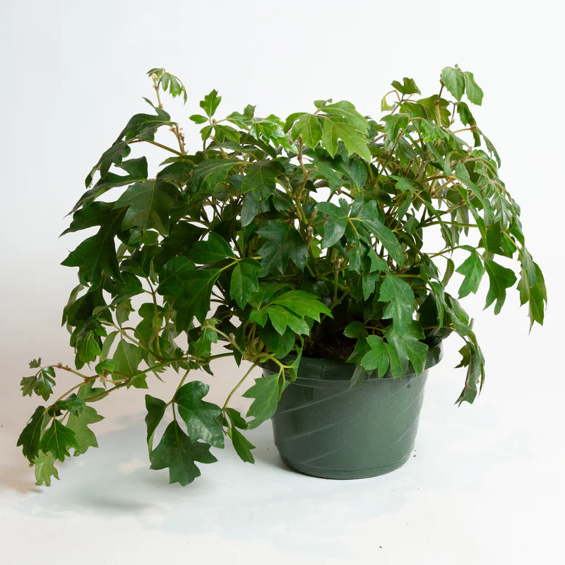 GRAPE IVY 6in