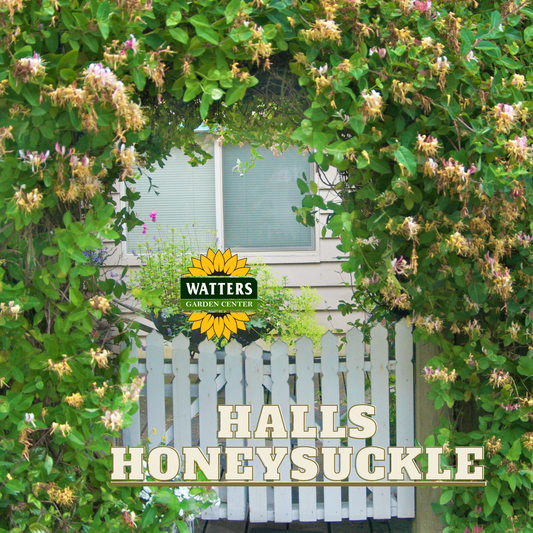 HALLS  HONEYSUCKLE 2gal