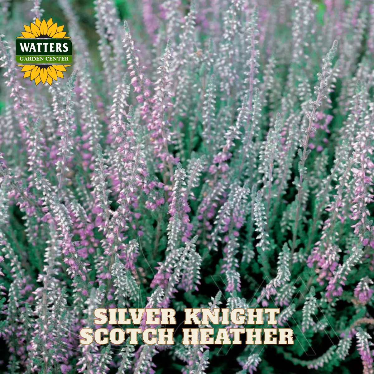 Close-up of a flowering plant labeled 'SILVER KNIGHT SCOTISH HEATHER' with a Watters Garden Center logo in the top left. The image shows dense clusters of pale silvery stems with small pink-lilac flowers against a soft green background.
