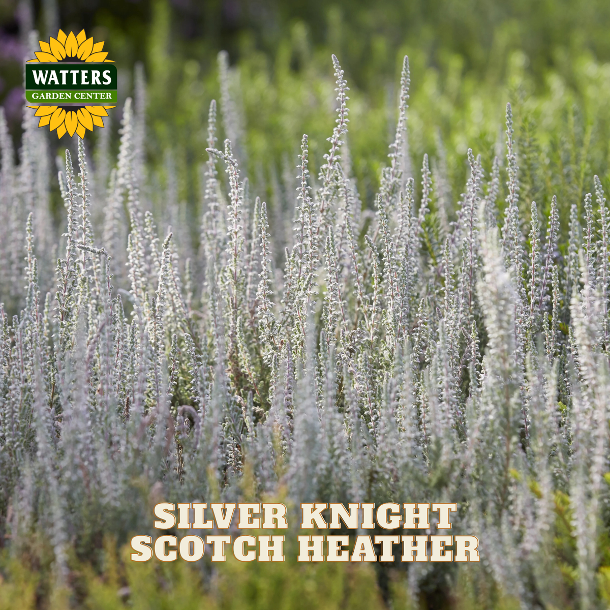 A field of silver knight Scotch heather with silvery-gray flowering stems in soft focus, with the text 'SILVER KNIGHT SCOTCH HEATHER' and a 'WATTERS GARDEN CENTER' logo overlaid on the image.