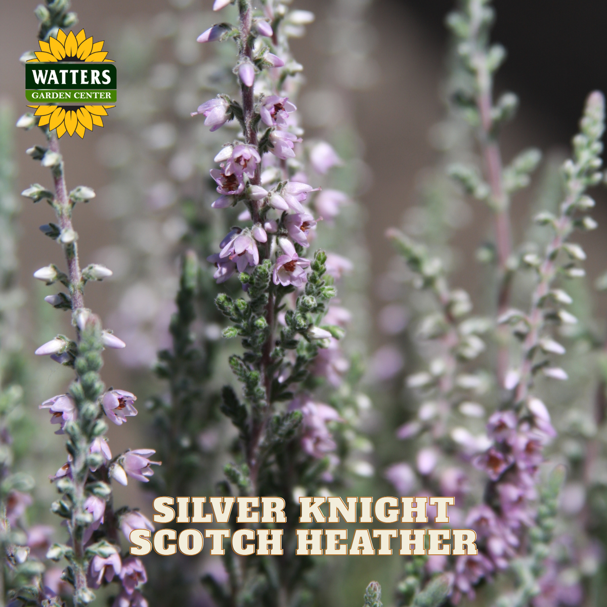 Close-up of silver knight Scotch heather plants with delicate light purple bell-shaped flowers on slender stems, with a Watters Garden Center logo and 'SILVER KNIGHT SCOTCH HEATHER' text overlay.