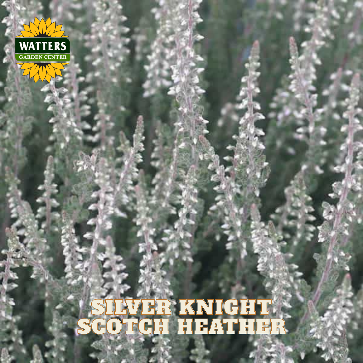 Close-up of a silver heather plant with silvery-gray foliage and small white flowers, with the text 'SILVER KNIGHT SCOTCH HEATHER' and a Watters Garden Center logo visible.