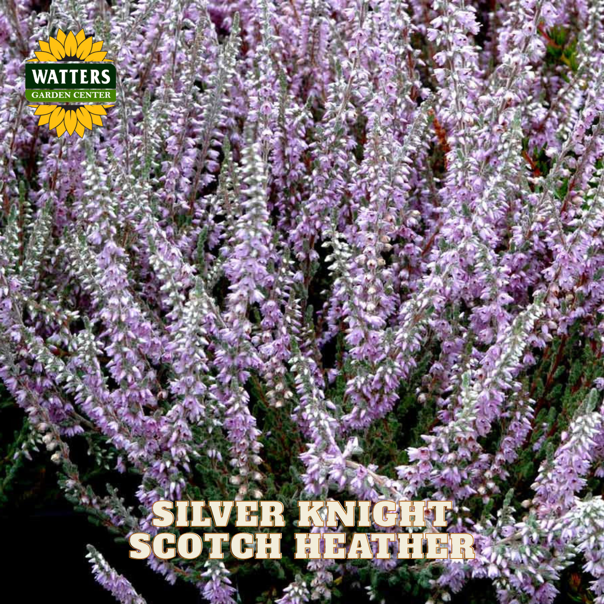 Close-up of a flowering heather plant with many narrow lavender-purple flower spikes and pale silvery-white tips, with text reading 'SILVER KNIGHT SCOTCH HEATHER' and a Watters Garden Center logo in the corners.