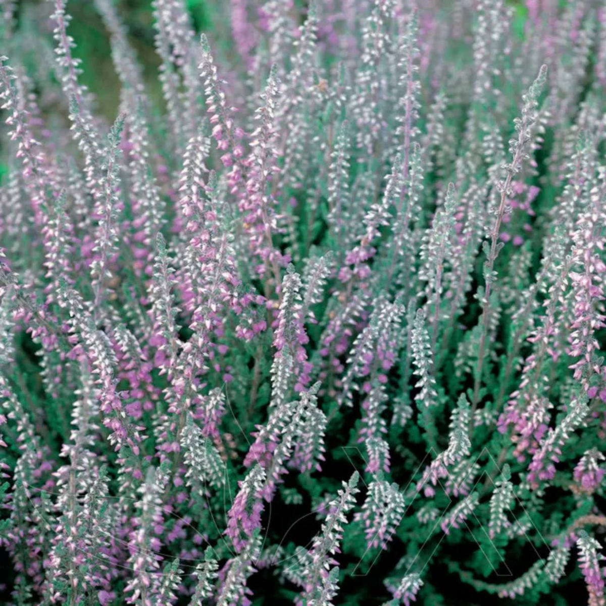 Close-up of a dense flowering plant with many upright spikes of small lavender-purple blossoms on silvery-green stems, filling the frame.