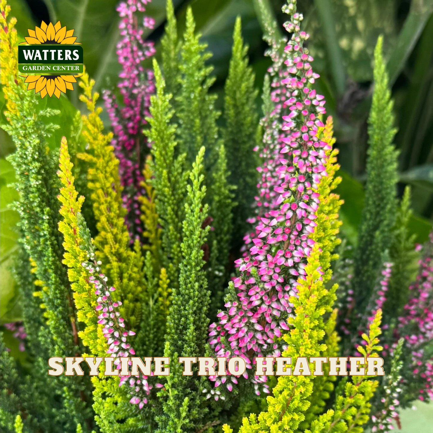 Close-up of a heather plant with tall pink flower spikes and bright yellow-green foliage, with the Watters Gardens Center logo and the text 'SKYLINE TRIO HEATHER' overlaid on the image.
