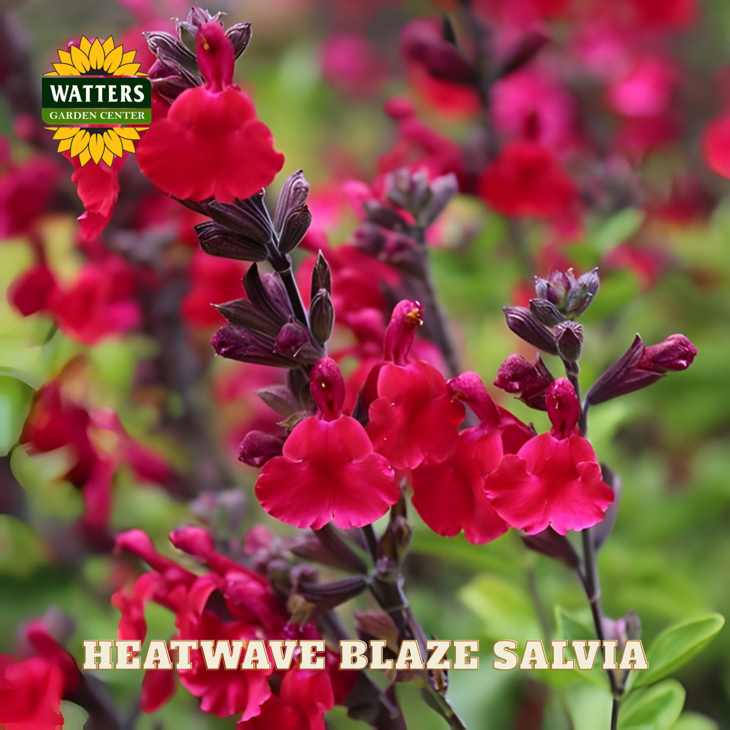 Red salvia flowers with Watters Garden Center logo and 'Heatwave Blaze Salvia' text.