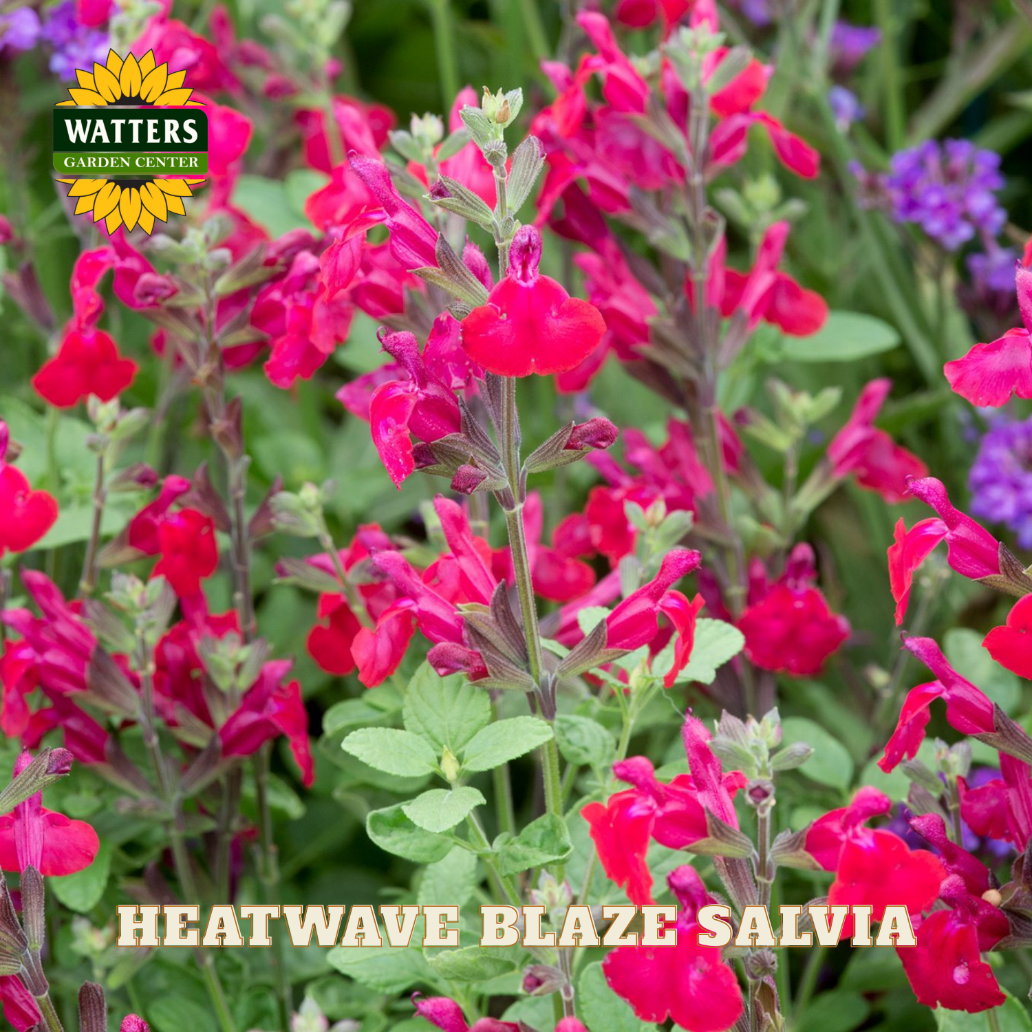 Heatwave Blaze Salvia flowers with Watters Garden Center logo