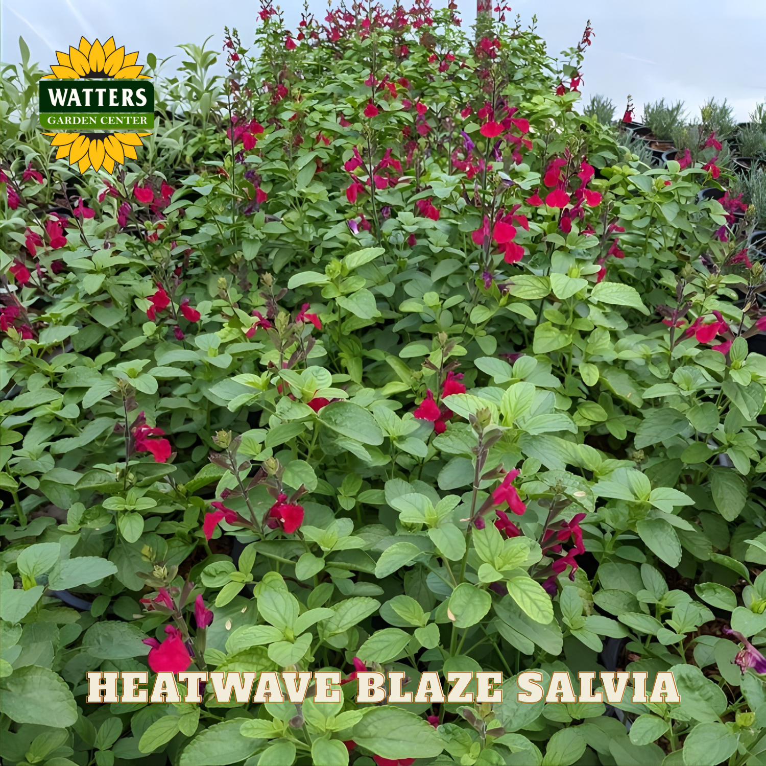 Heatwave Blaze Salvia plants with red flowers and green leaves, branded with Watters Garden Center.