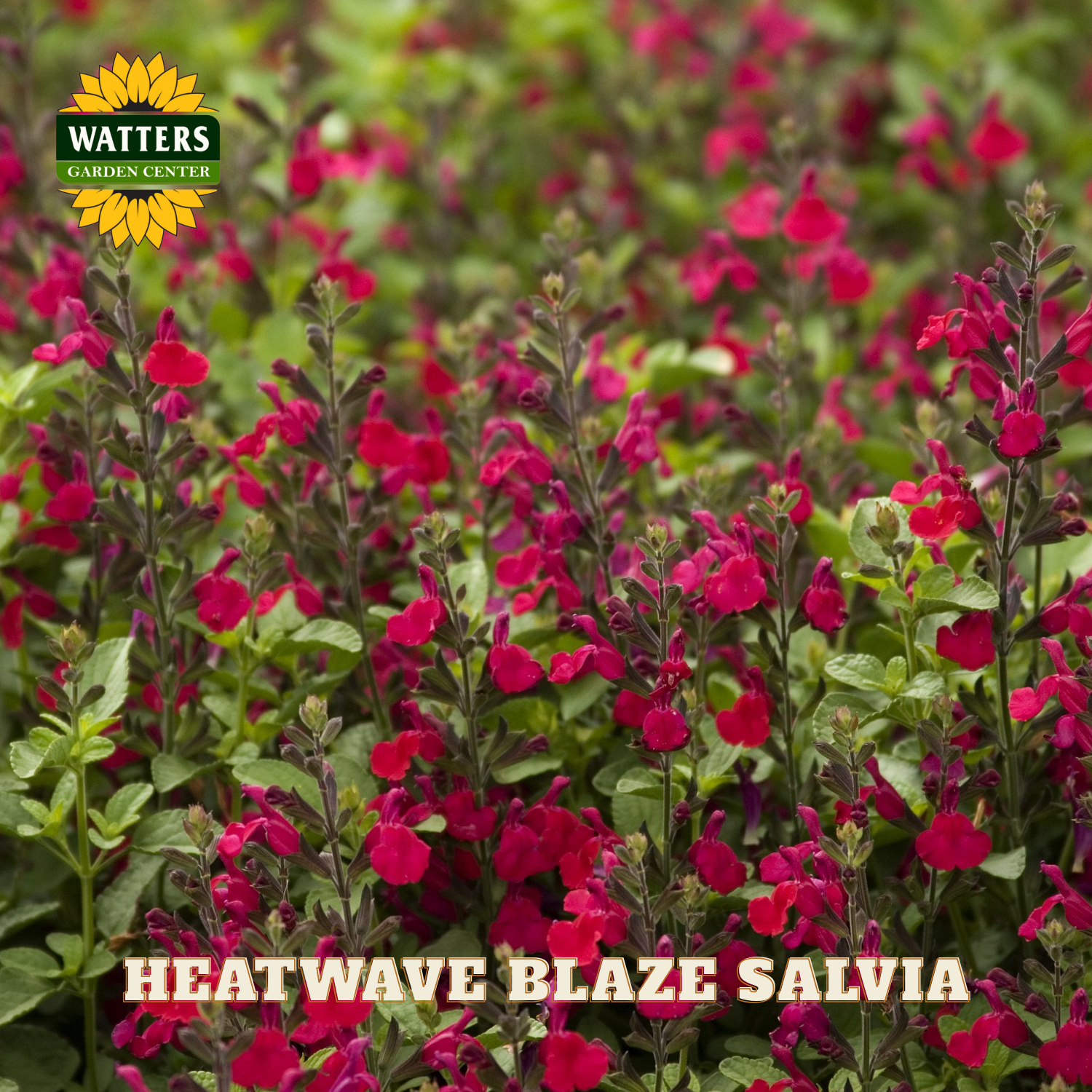Red salvia flowers with Watters Garden Center logo and 'Heatwave Blaze Salvia' text.