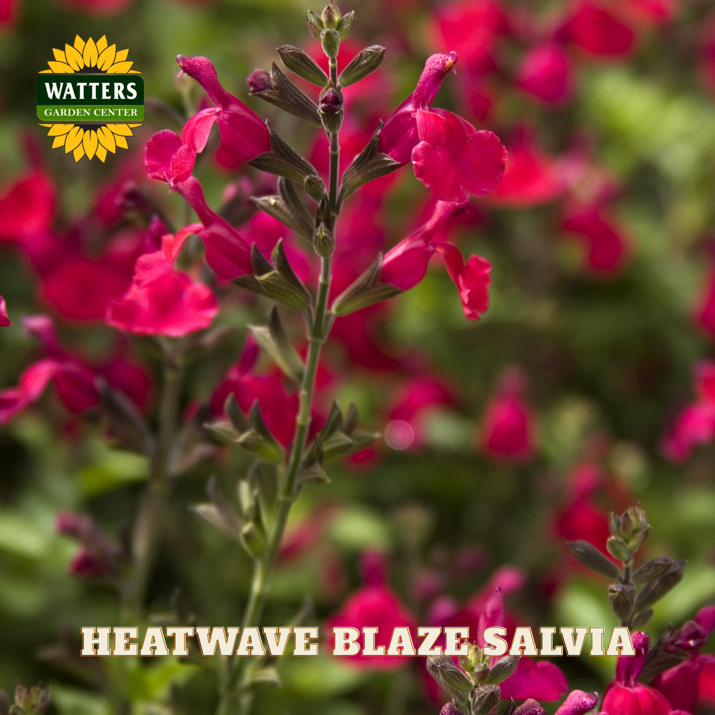 Pink salvia flowers with Watters Garden Center logo and 'Heatwave Blaze Salvia' text.