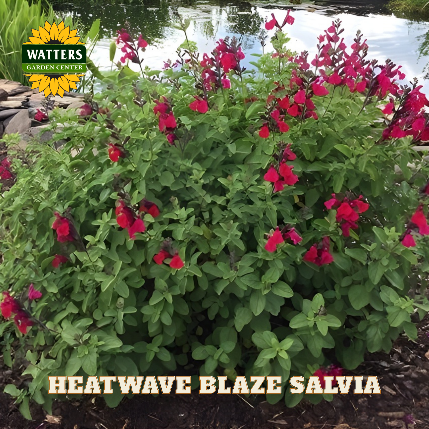 Heatwave Blaze Salvia plant with red flowers and green leaves, branded with Watters Garden Center.