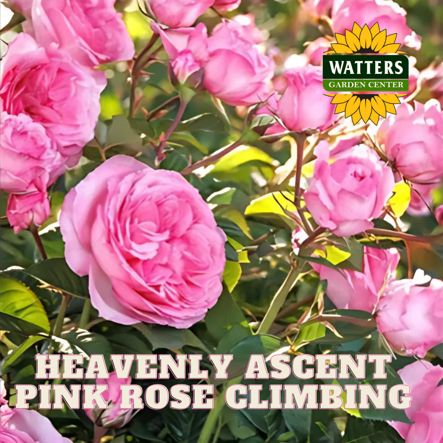 A climbing rosebush with medium-sized, semi-double, soft pink flowers and healthy, dark green foliage.