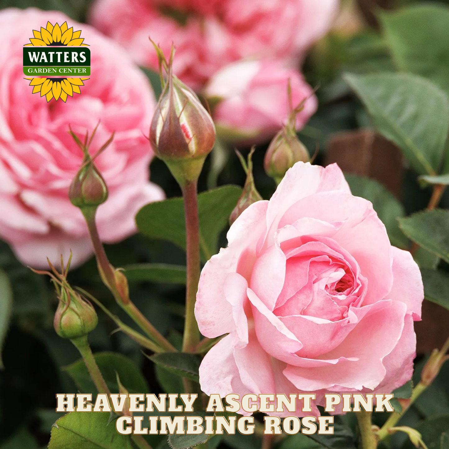 Pink climbing rose with green leaves and buds, featuring Watters Garden Center logo.