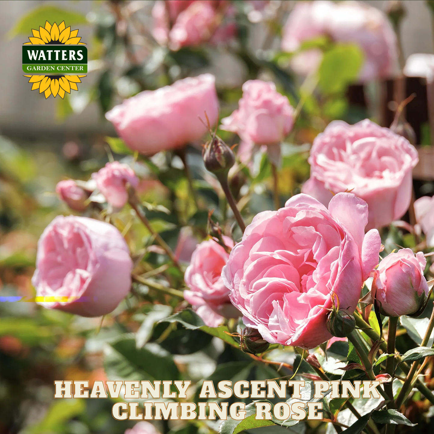 Pink climbing roses with Watters Garden Center logo and text overlay.