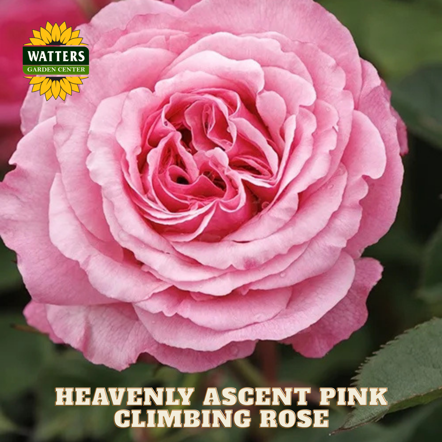 Pink climbing rose with 'Watters Garden Center' logo and text.