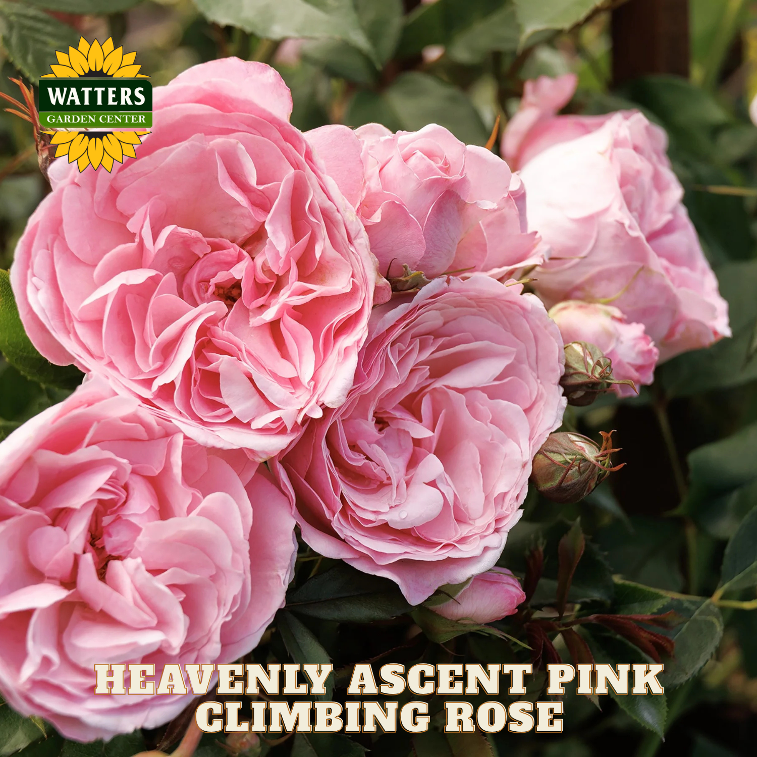 Pink climbing roses with Watters Garden Center logo and text 'Heavenly Ascent Pink Climbing Rose'.