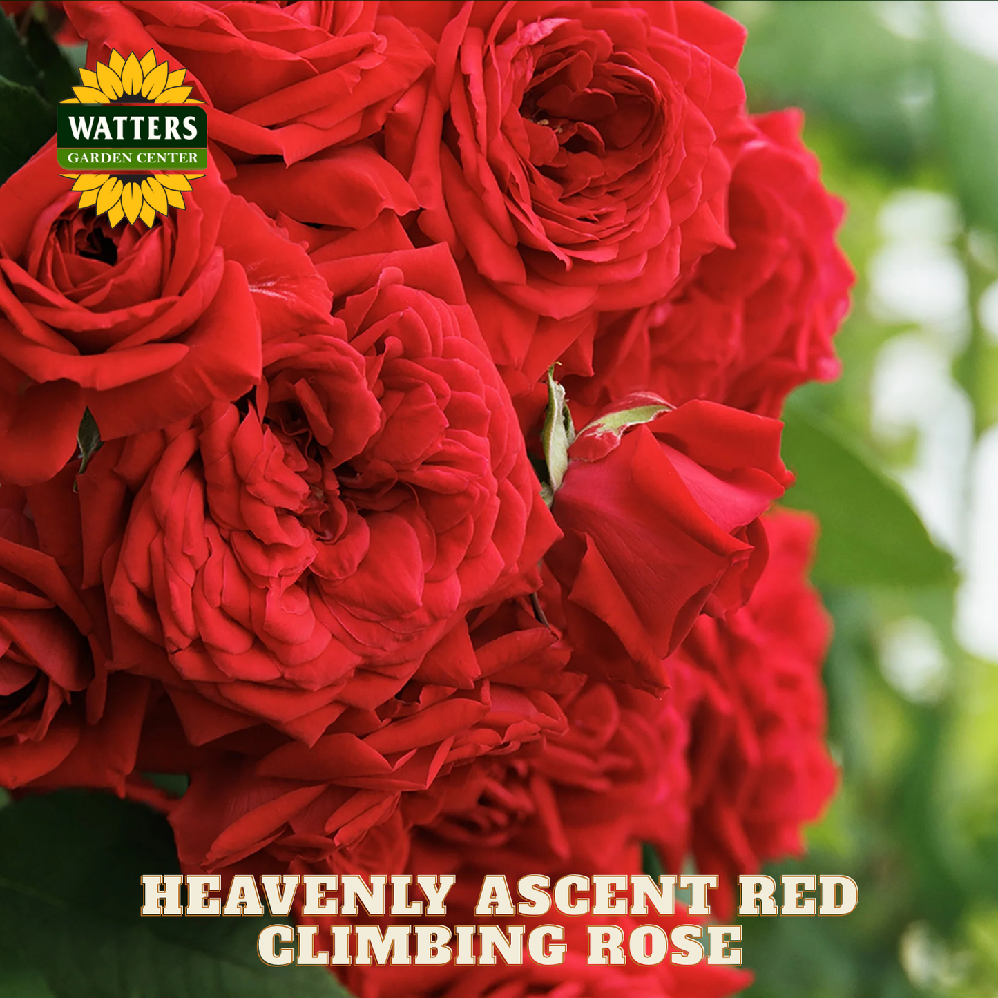 HEAVENLY ASCENT RED CLIMBING ROSE 2gal