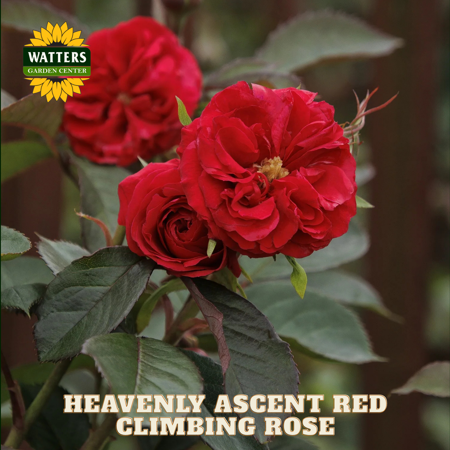 HEAVENLY ASCENT RED CLIMBING ROSE 2gal
