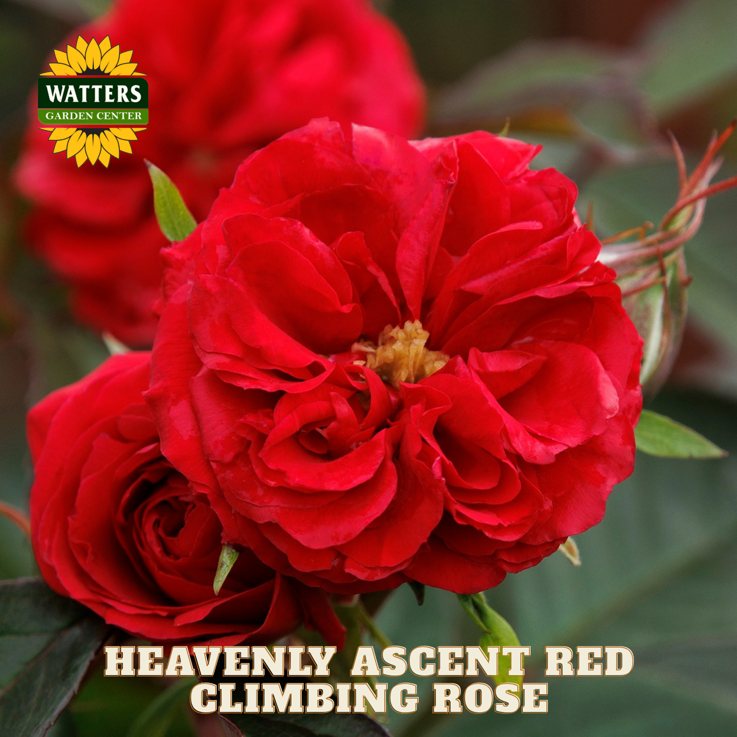 HEAVENLY ASCENT RED CLIMBING ROSE 2gal