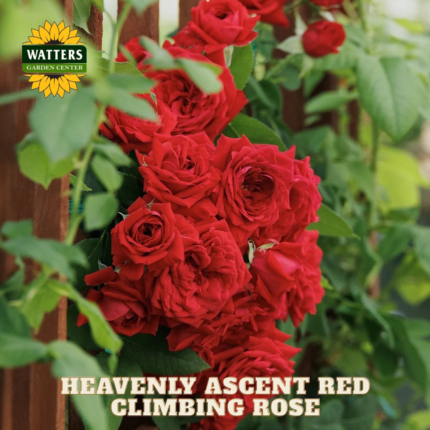 HEAVENLY ASCENT RED CLIMBING ROSE 2gal