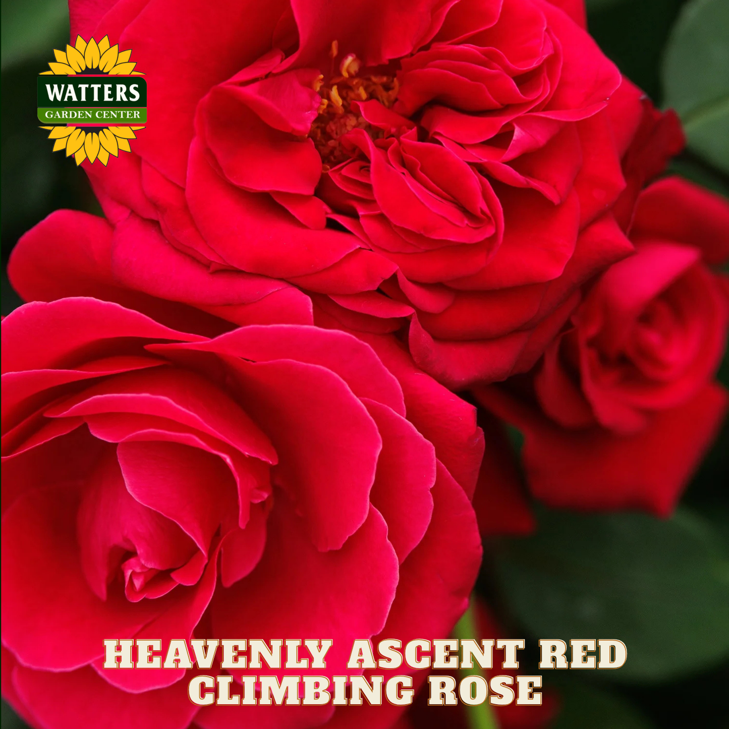 HEAVENLY ASCENT RED CLIMBING ROSE 2gal