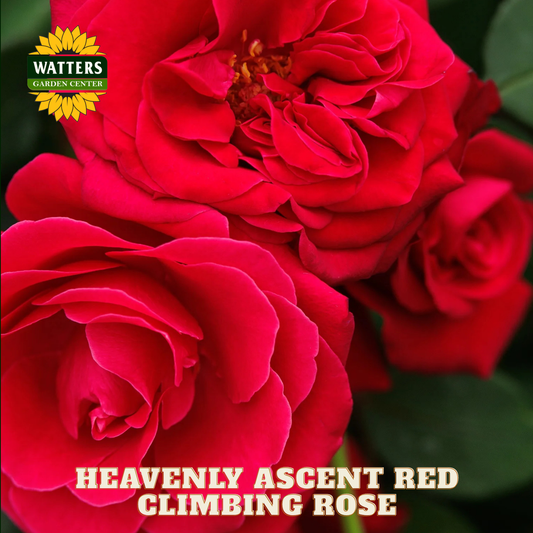 HEAVENLY ASCENT RED CLIMBING ROSE 2gal