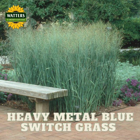 HEAVY METAL BLUE SWITCH GRASS 2gal