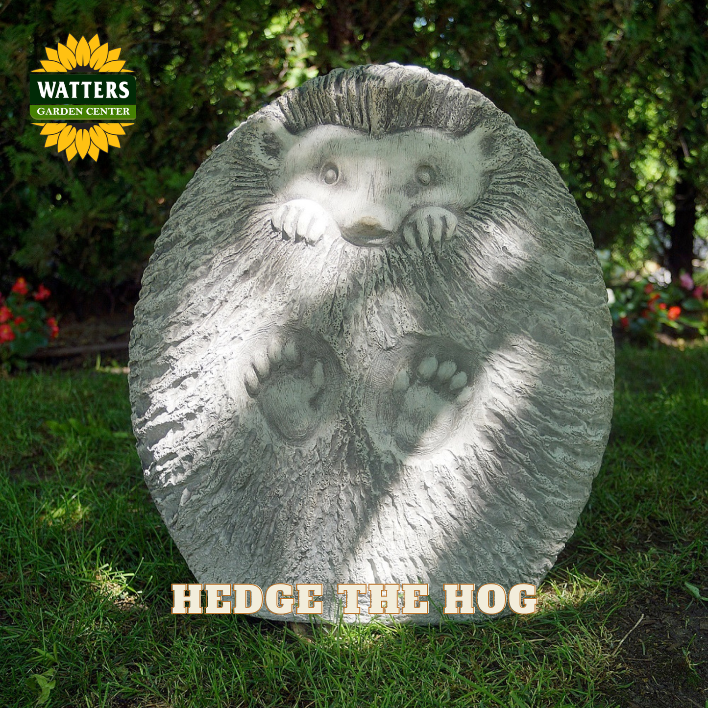 A large round hedgehog garden statue in a realistic gray stone texture, photographed outdoors on grass with trees in the background. The Watters Garden Center logo appears in the top left, and the words 'HEDGE THE HOG' are printed across the bottom.