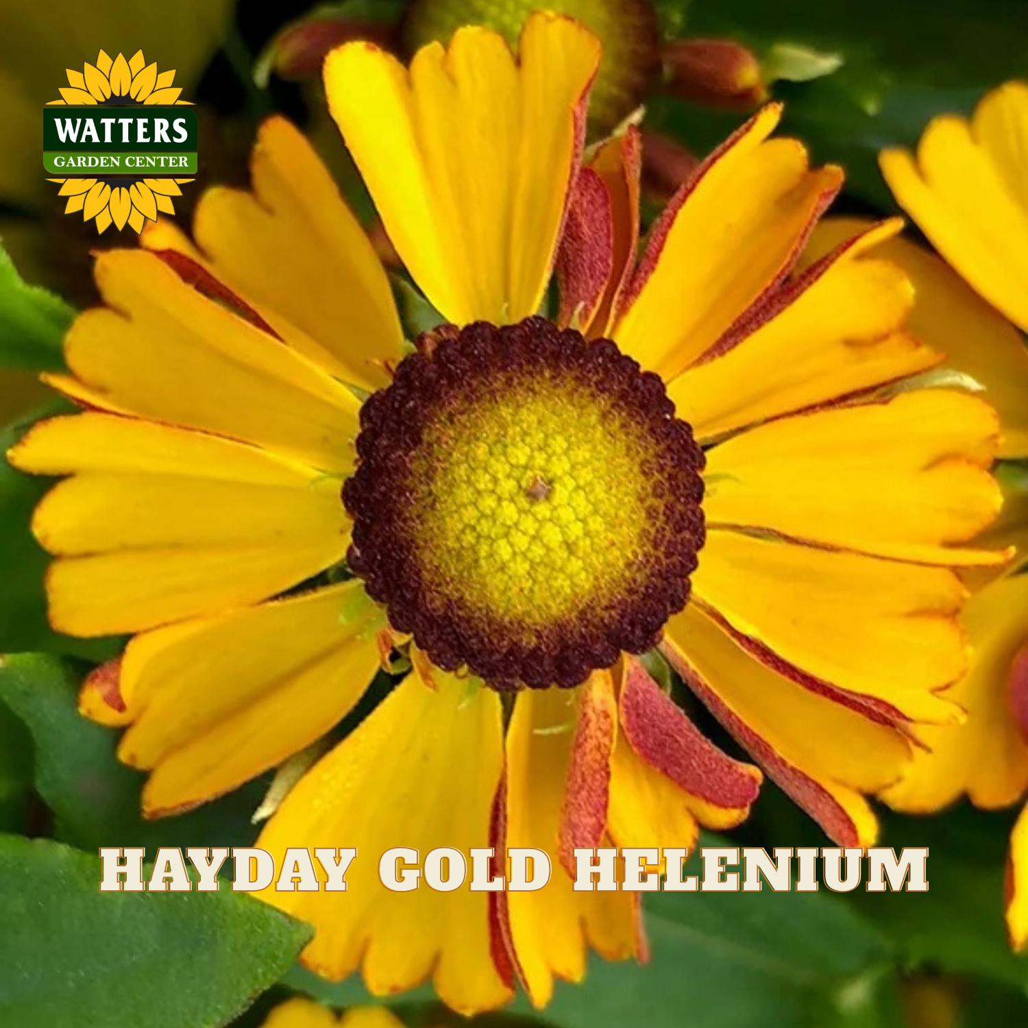 A close-up of a yellow and gold helenium flower with dark brown centers and red-edged petals, with the text 'HAYDAY GOLD HELENIUM' and a 'WATTERS GARDEN CENTER' logo.