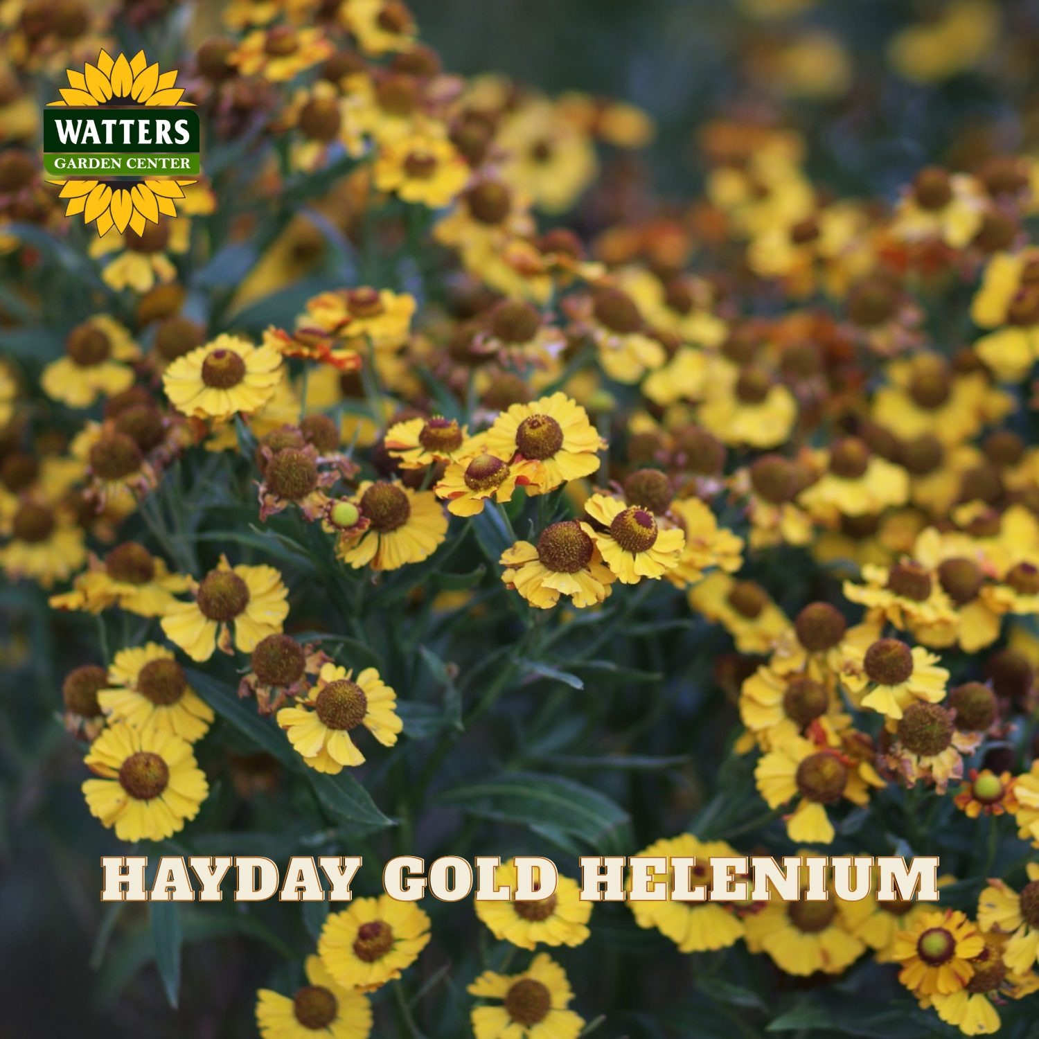 Blooming Hayday Gold Helenium flowers with bright yellow petals and brown centers, shown in a garden-style close-up with the Watters Garden Center logo and product text overlay.