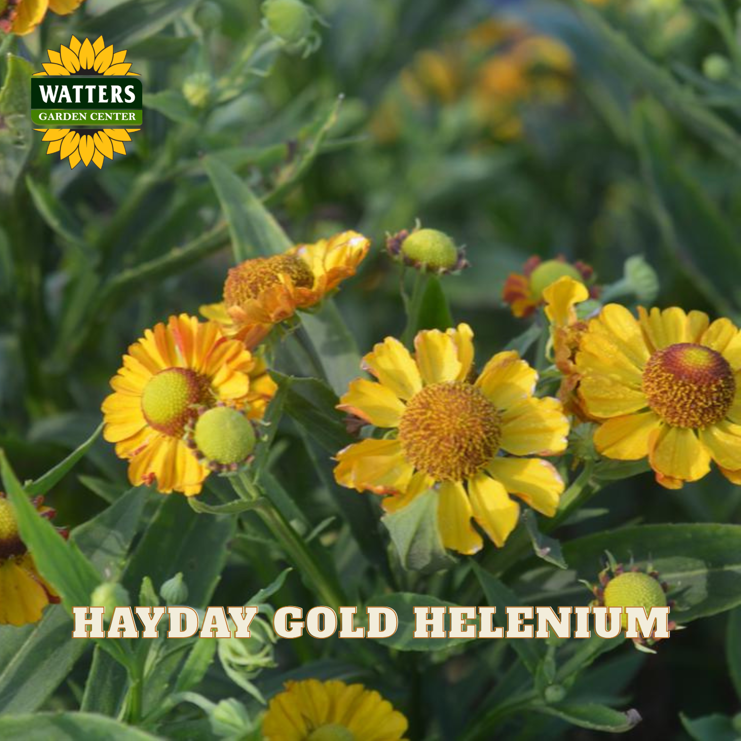 Hayday Gold Helenium flowers blooming in a garden setting, with green foliage and the Watters Gardens Center logo in the top left corner.