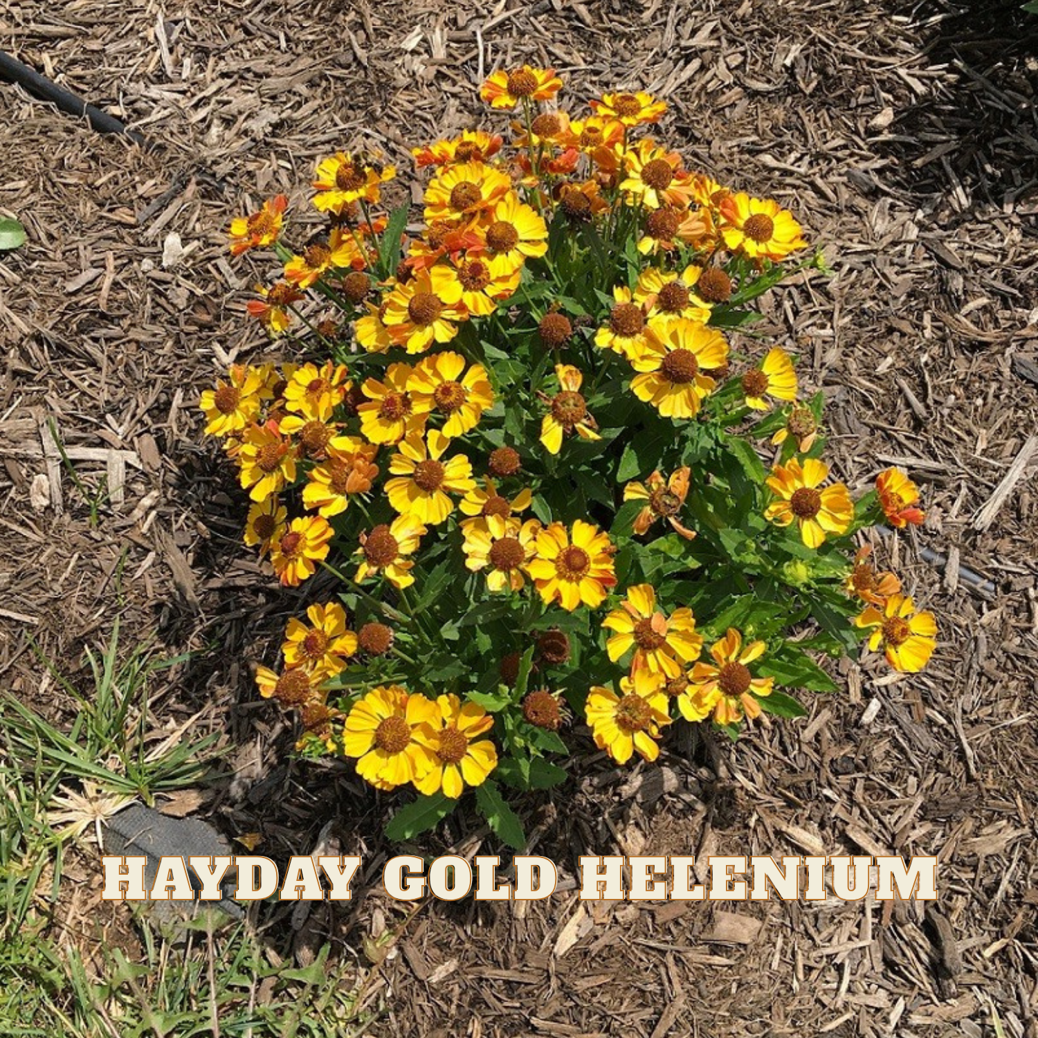 A cluster of yellow and orange Helenium flowers blooming in a garden bed on a bed of brown wood mulch, with the text 'HAYDAY GOLD HELENIUM' overlaid at the bottom.