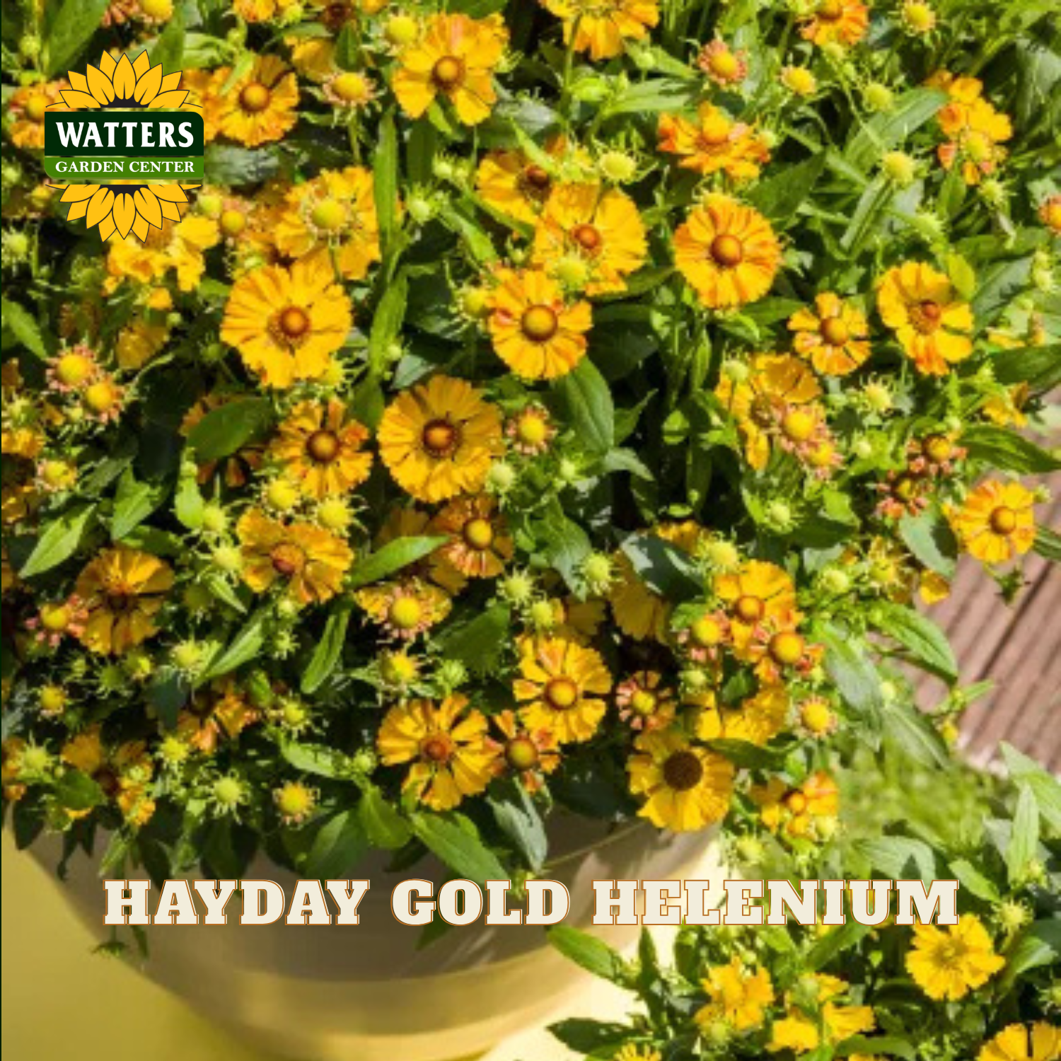 A close-up of a dense flowering plant with many small yellow-brown daisy-like blooms and green foliage. The image includes a Watters Garden Center logo in the upper left and the text 'HAYDAY GOLD HELENIUM' across the bottom.
