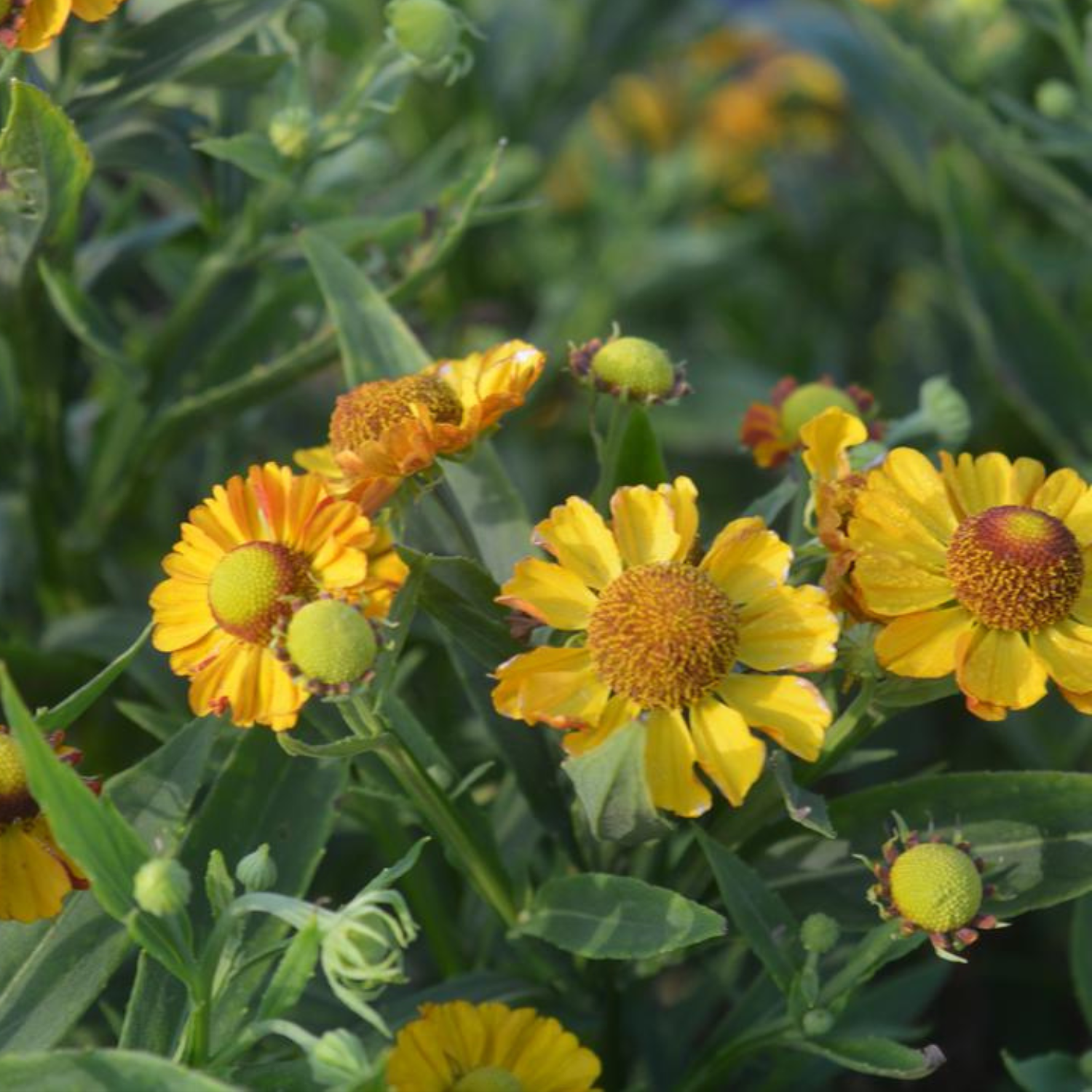 Yellow and orange helenium flowers with green centers growing among green leaves in a garden setting.