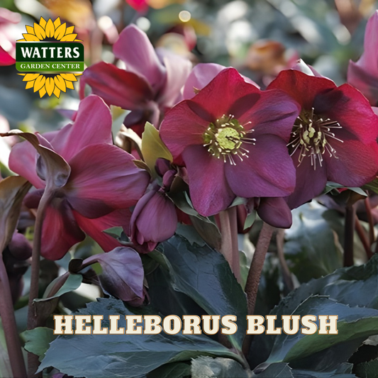 Helleborus Blush flowers with Watters Garden Center logo