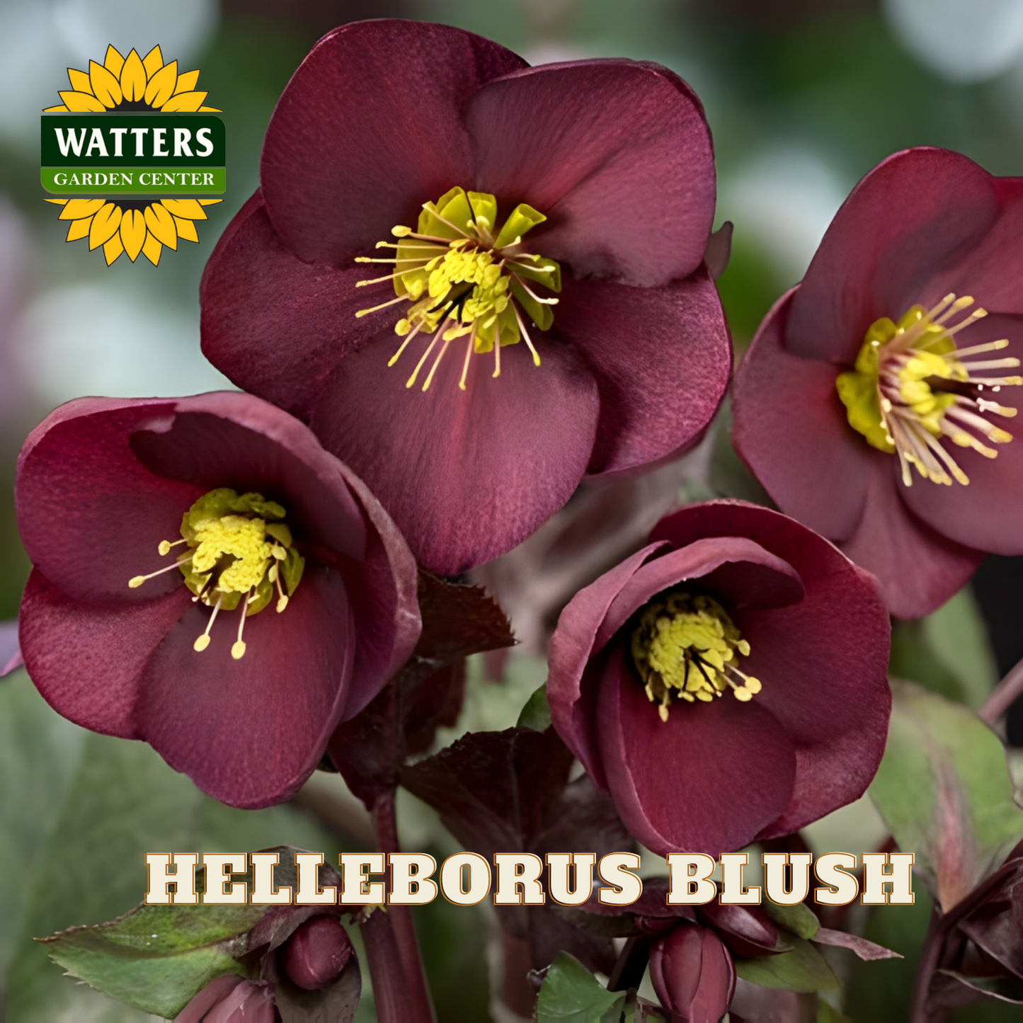 Purple flowers with yellow centers and Watters Garden Center logo.