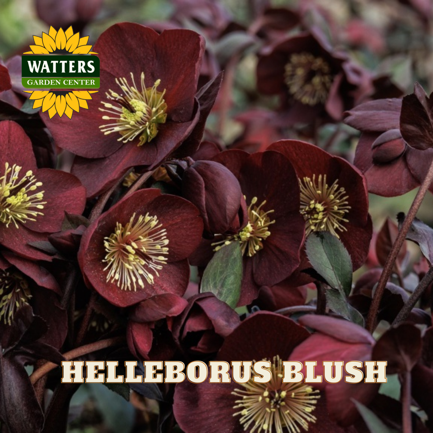 Dark red flowers with yellow centers and Watters Garden Center logo.