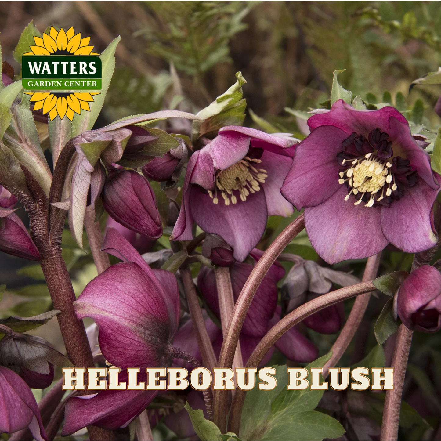 Purple flowers with green leaves and Watters Garden Center logo.
