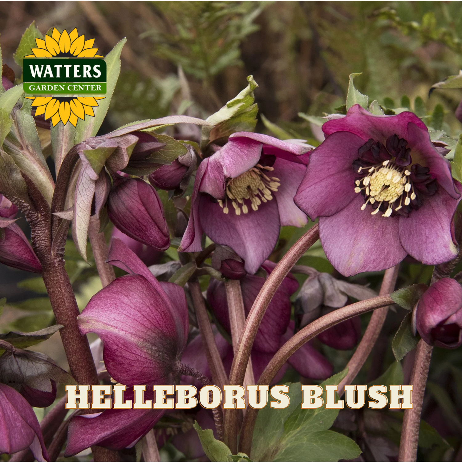 Purple flowers with green leaves and Watters Garden Center logo.