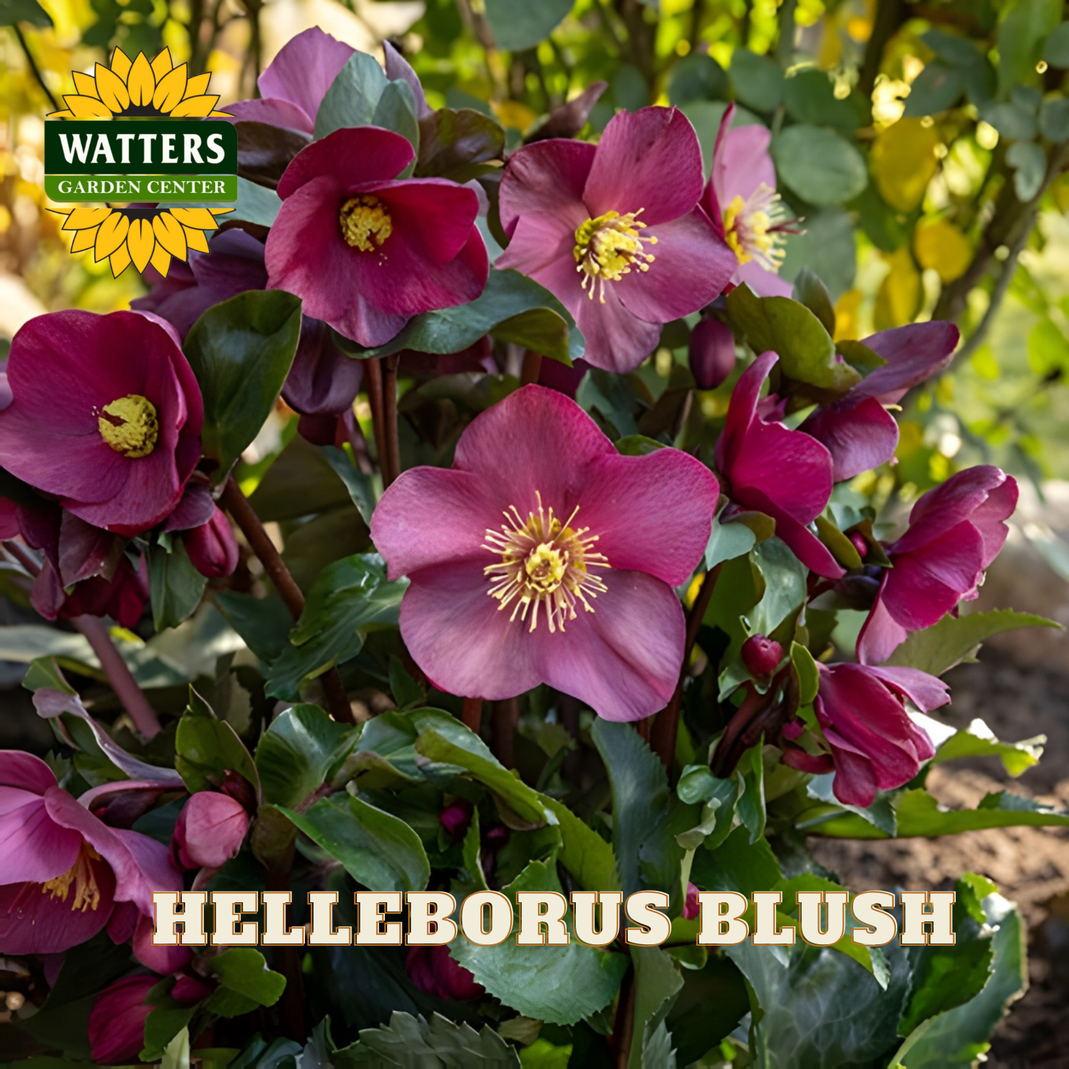 Pink flowers with green leaves and Watters Garden Center logo.