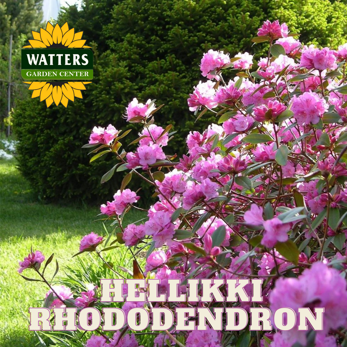 Helliki Rhodo HELLIKKI RHODODENDRON 2gal – Watters Garden Center