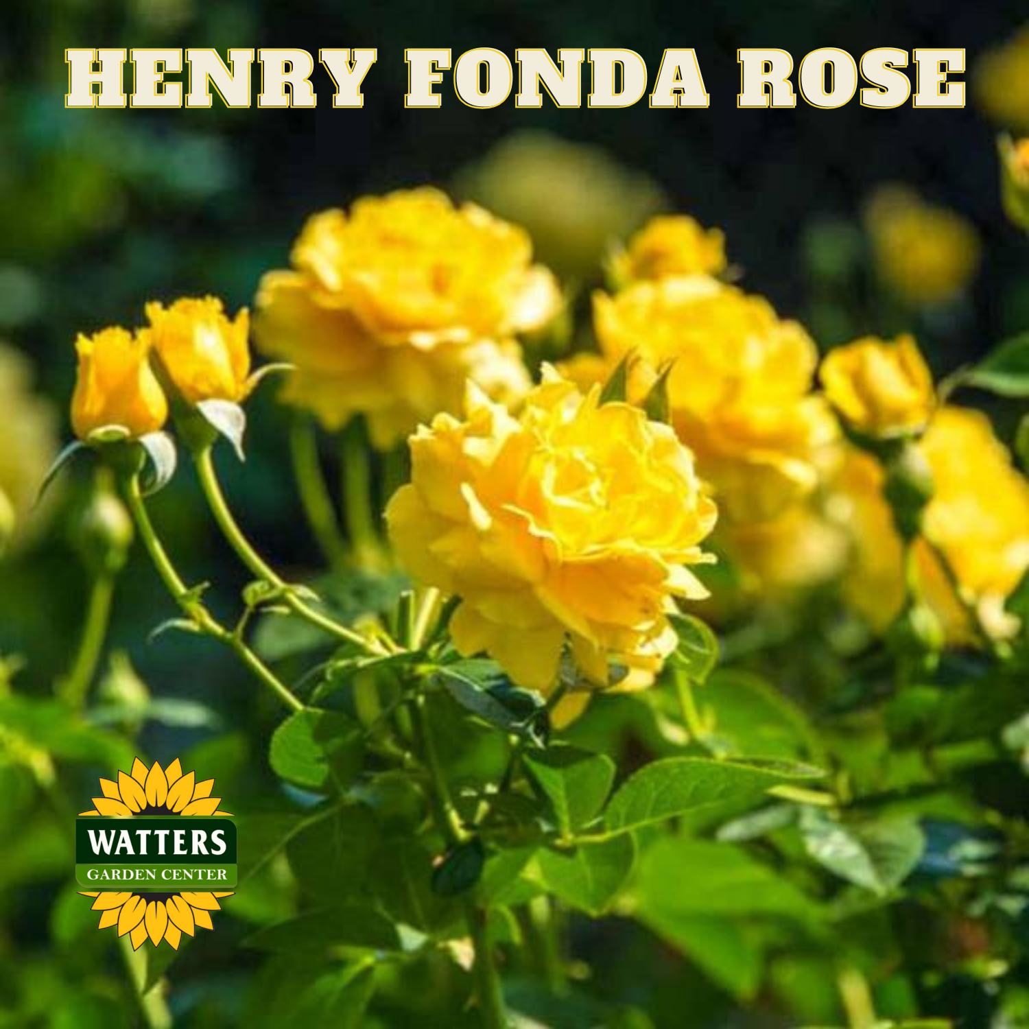 Yellow roses with 'Henry Fonda Rose' text and Watters Garden Center logo.